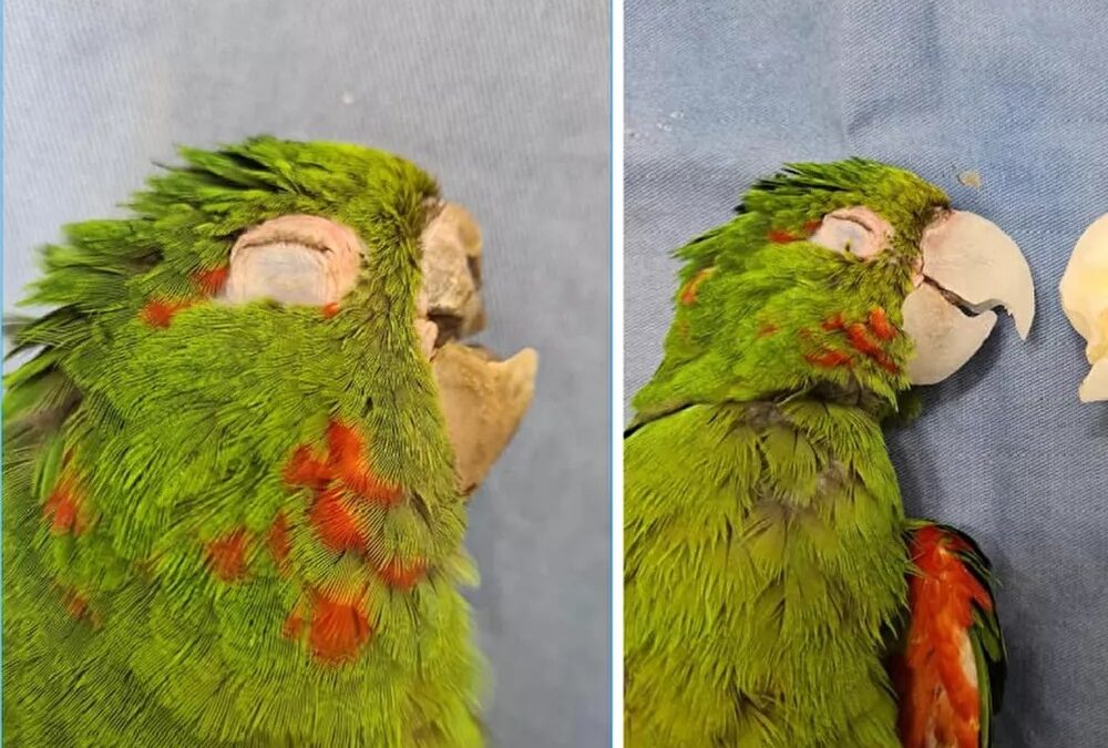 Συγκινητική κίνηση: Κτηνίατροι έσωσαν παπαγαλάκι που είχε σπάσει το ράμφος του & δεν μπορούσε να φάει (ΒΙΝΤΕΟ)
