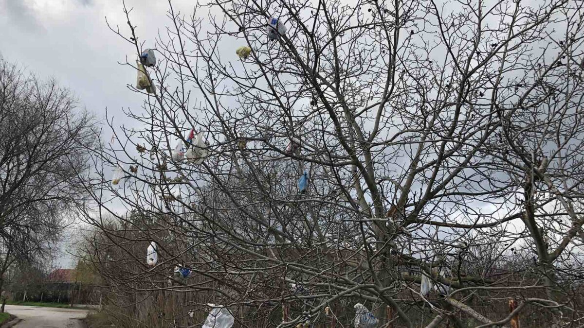 «Βεντέτα» στα Τρίκαλα: Κρέμασαν… σκουπίδια στα δέντρα του γείτονα (ΦΩΤΟ)