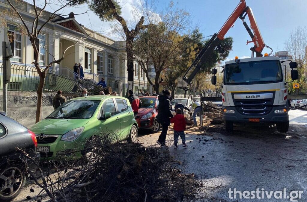 Θεσσαλονίκη: Δέντρο έπεσε σε αυλή δημοτικού – Από θαύμα δεν τραυματίστηκαν μαθητές (ΦΩΤΟ)