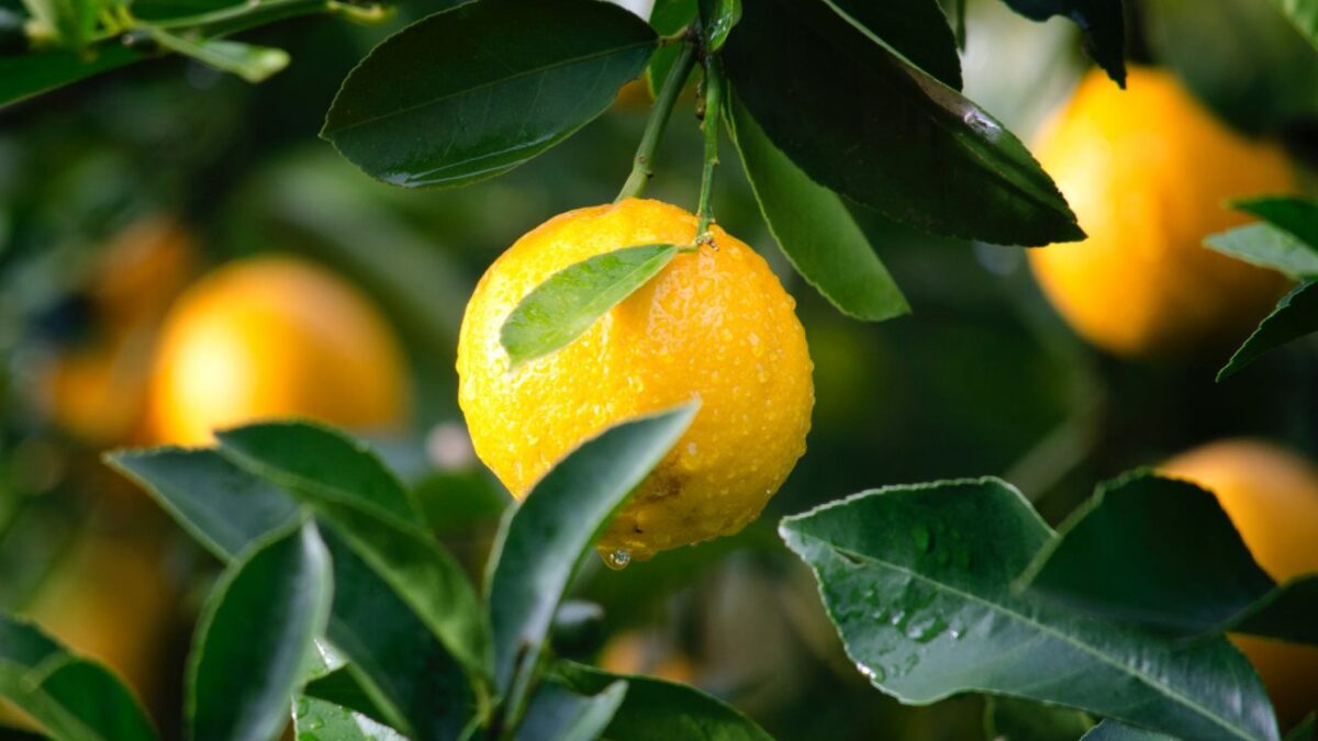 «Σήκωσε» 200 κιλά λεμόνια από αγρόκτημα στην Κορινθία