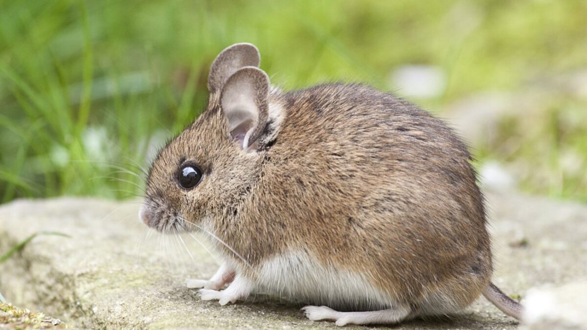 Παράλυτα ποντίκια περπάτησαν χάρη σε πρωτοποριακή θεραπεία