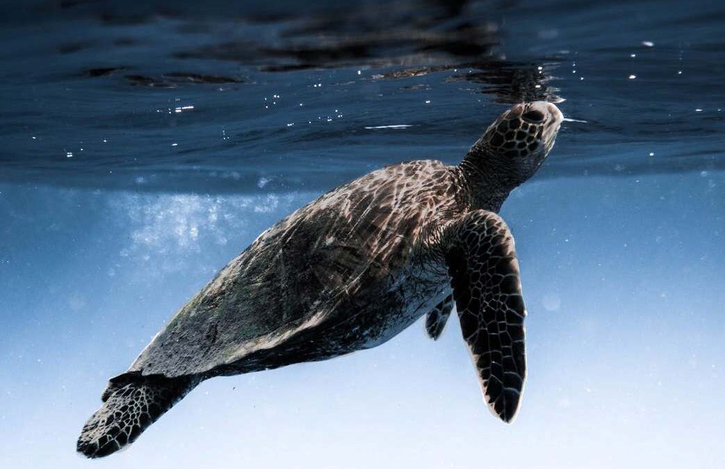Ιαπωνία: Πάνω από 30 θαλάσσιες χελώνες βρέθηκαν μαχαιρωμένες