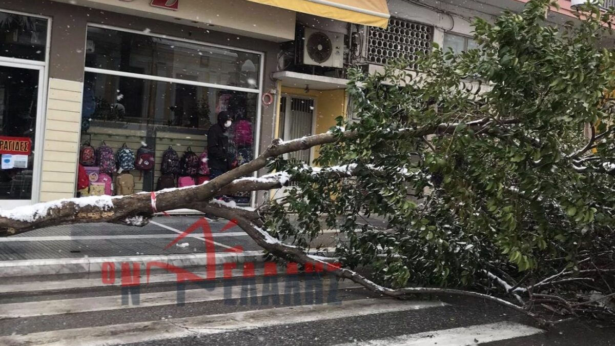 ΤΩΡΑ-Κατερίνη: Έπεσε δέντρο στην οδό Ειρήνης (ΦΩΤΟ)