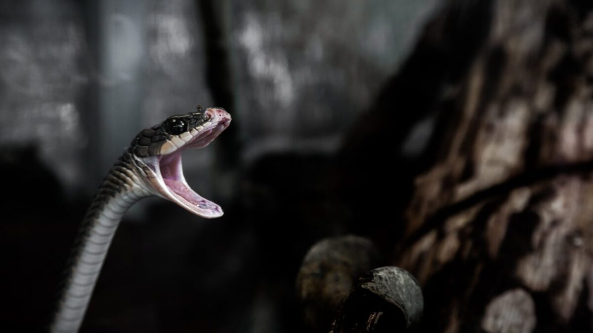 Απίστευτο: 25χρονος χαροπαλεύει στη ΜΕΘ μετά από δάγκωμα κόμπρας – Είχε σπίτι του 17 φίδια