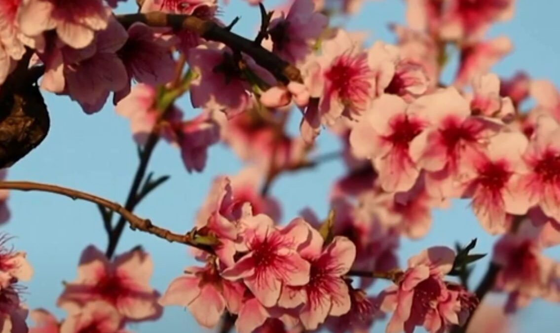 Ισπανία: Η άνοιξη «έβαψε» τους αγρούς σε αποχρώσεις του ροζ και του μοβ – Εντυπωσιακό βίντεο drone