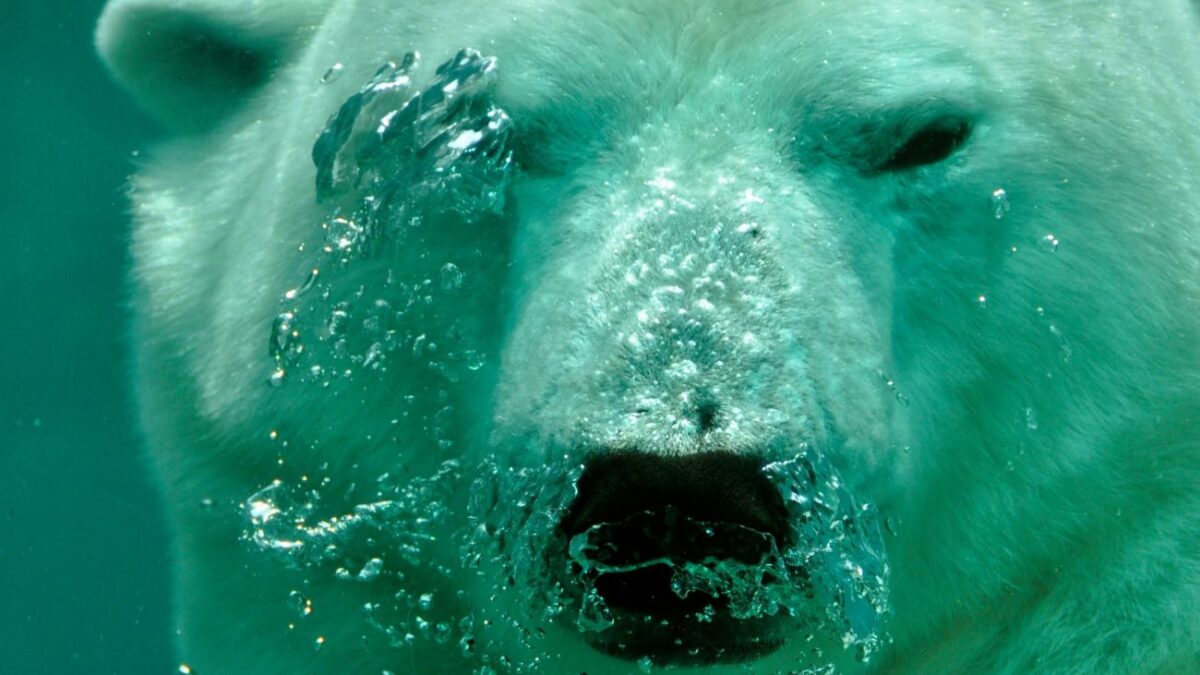 Έντμοντον – Έκλεψαν ταριχευμένη πολική αρκούδα – Ζυγίζει περίπου 225 κιλά
