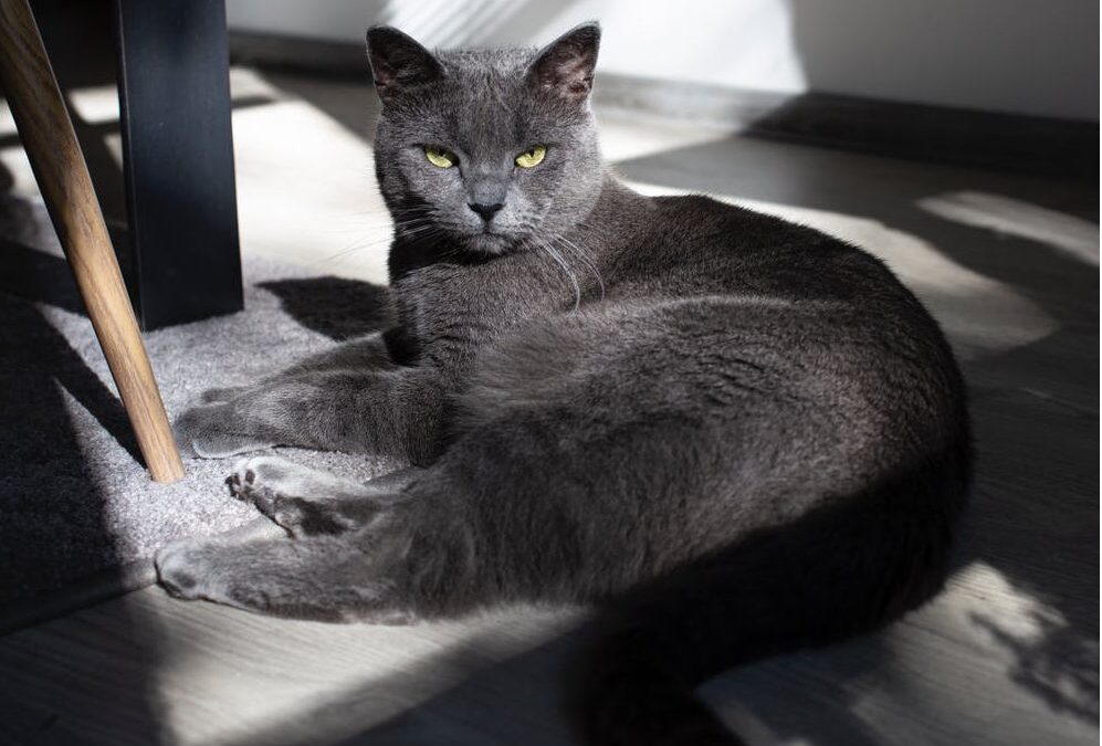 Γάτα που χάθηκε πριν 13 χρόνια είναι ξανά στο σπίτι της χάρη στο τσιπ