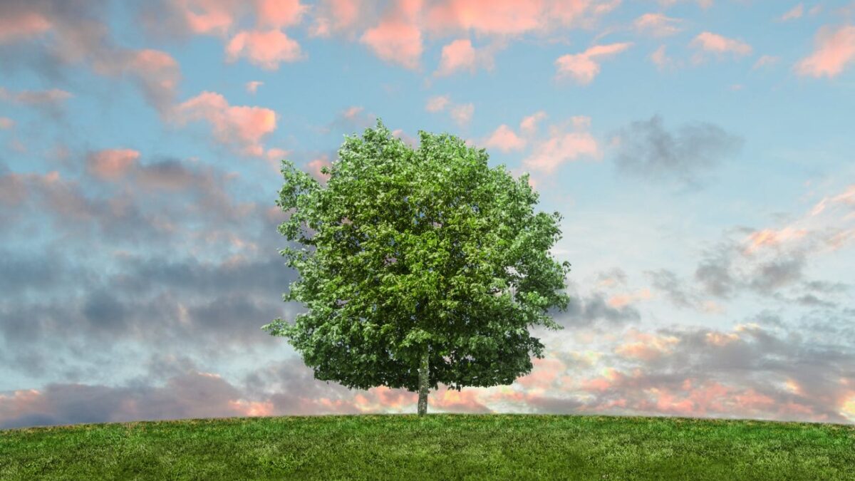 To δέντρο των ευχών της Γιόκο Όνο «ανθίζει» στο Διαδίκτυο