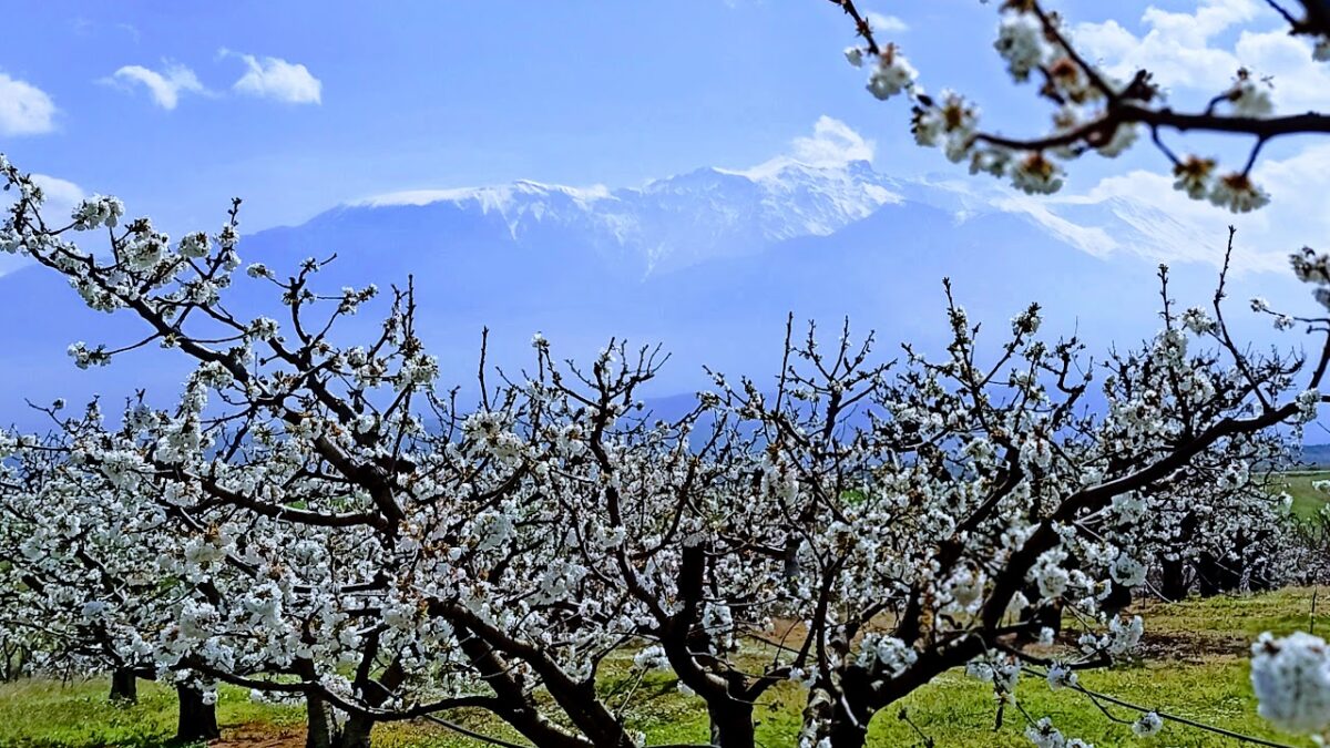 Οι Κερασιές Ανθίζουν στην Πιερία! (ΦΩΤΟ)