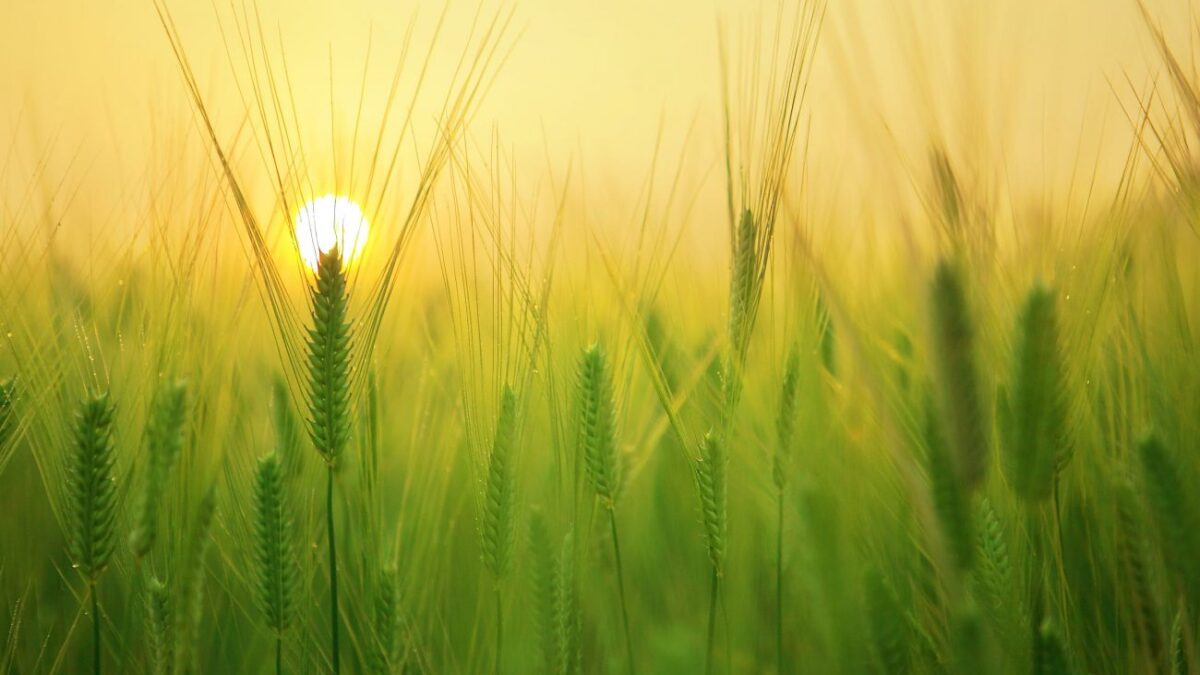 Καλλιέργεια δημητριακών: Ποιες είναι οι παγκόσμιες προοπτικές για το 2021
