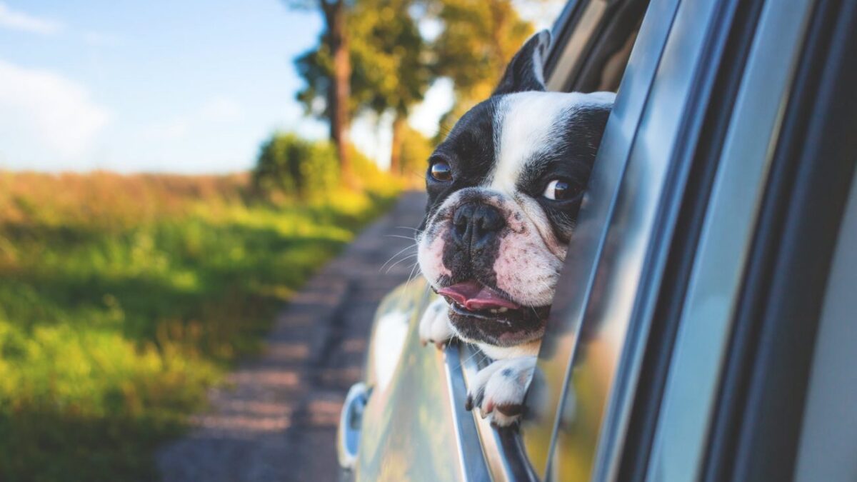Τι να κάνετε εάν ο σκύλος σας φοβάται το αυτοκίνητο