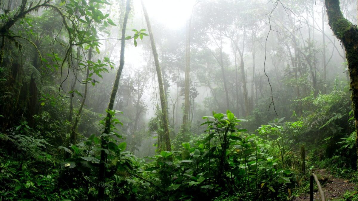 Κλιματική Αλλαγή: Τα τελευταία 10 χρόνια η Αμαζονία της Βραζιλίας εκπέμπει περισσότερο διοξείδιο του άνθρακα από όσο απορροφά
