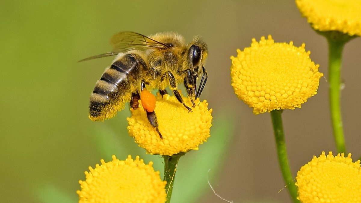 Παγκόσμια Ημέρα Μέλισσας: Αν οι μέλισσες εξαφανιστούν…