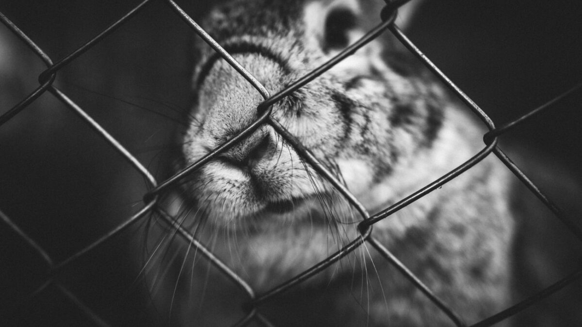 Προς κατάργηση η εκτροφή ζώων σε κλουβιά
