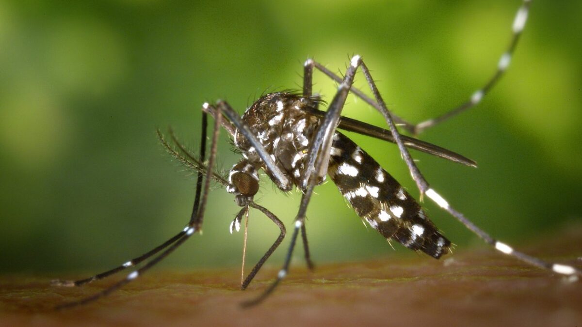 Πώς τα κουνούπια εντοπίζουν τους ανθρώπους – Η μυρωδιά παίζει ρόλο