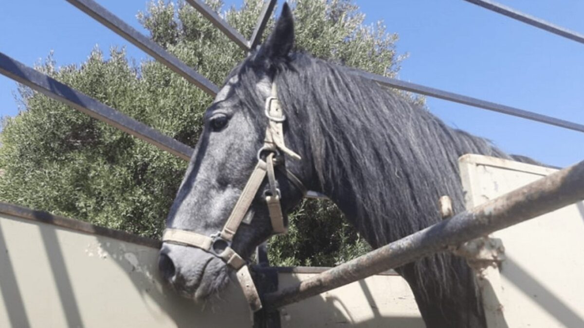 Ηράκλειο: Αυτόφωρο και 30.000 ευρώ πρόστιμο σε ιδιοκτήτη αλόγου για κακοποίηση του ζώου