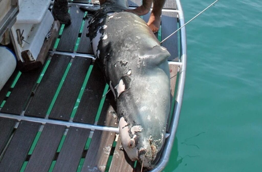Αλόννησος: Νεκρός ο «Κωστής», η διάσημη φώκια του νησιού – Την σκότωσαν με ψαροντούφεκο