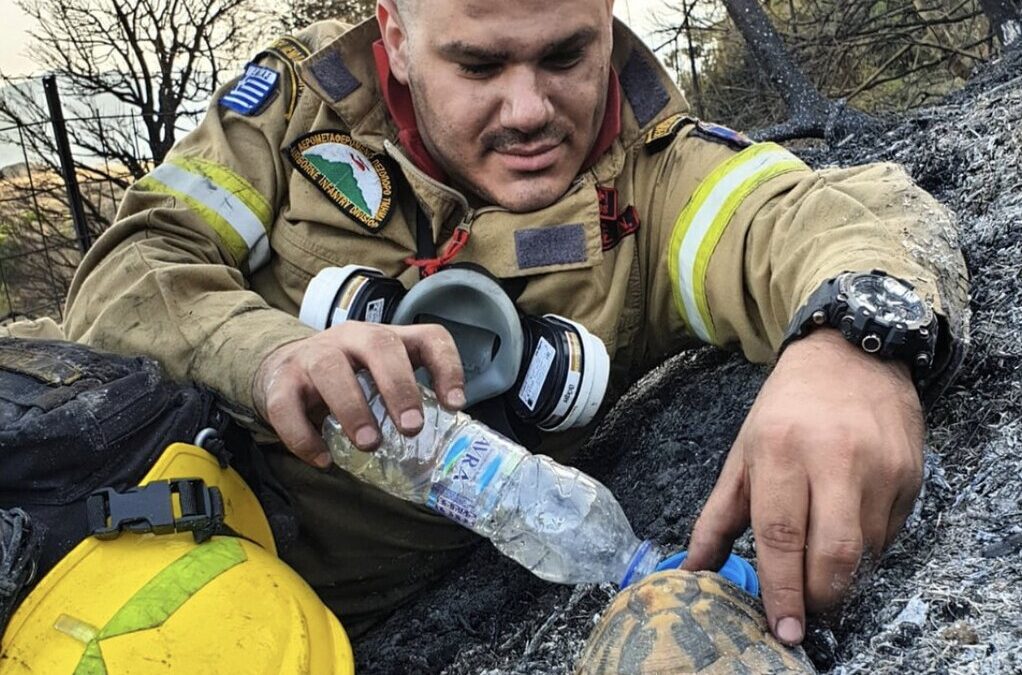 Πυροσβέστης δίνει νερό σε χελώνα στα καμένα της Αχαΐας – Η φωτογραφία που έγινε viral