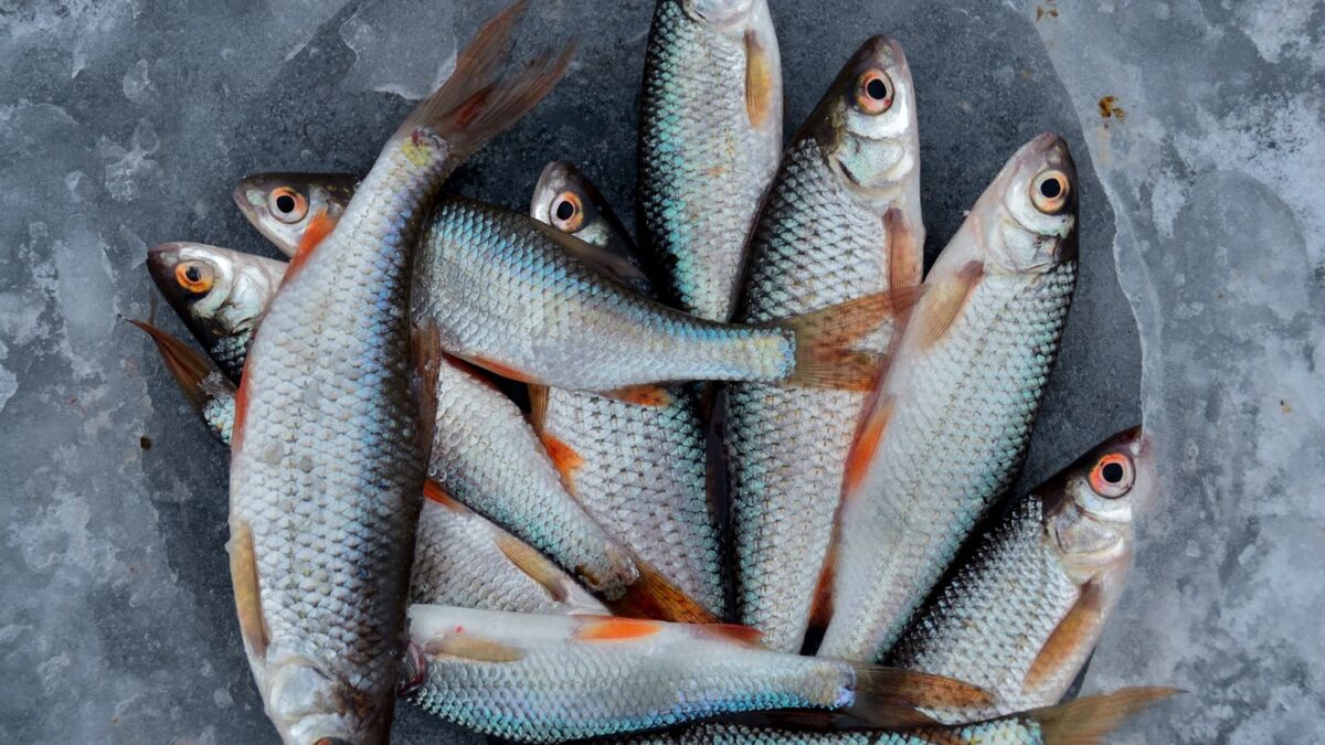 Τα έξι πιο υγιεινά ψάρια του καλοκαιρινού μενού