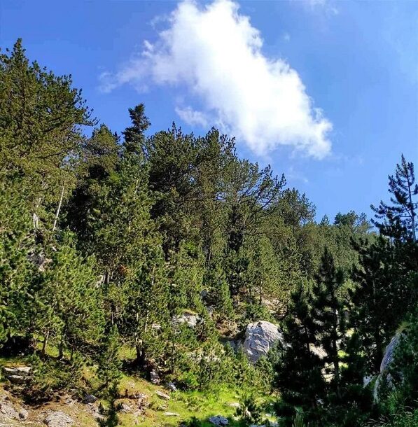 Μεταφορά τραυματία στον Όλυμπο: Πυροσβέστες τον οδηγούν με ασφάλεια στο ΕΚΑΒ