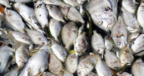 Ρουμανία: Νεκρά ψάρια σε ποτάμι – Σε συναγερμό οι αρχές