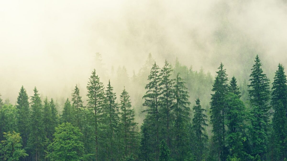 Έρευνα: Δάση, δέντρα και πράσινο συμβάλλουν θετικά στην υγεία του ανθρώπου