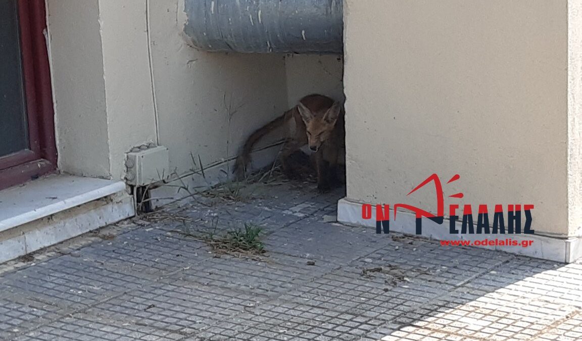 Πιερία: Αλεπού βγήκε… βόλτα στο Δημαρχείο Κονταριώτισσας! (ΒΙΝΤΕΟ & ΦΩΤΟ)