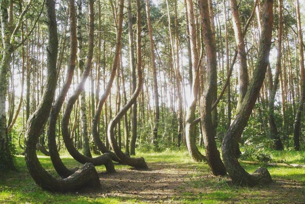 Μυστήριο καλύπτει το «στραβό δάσος» στην Πολωνία – Πώς λύγισαν 400 κορμοί;