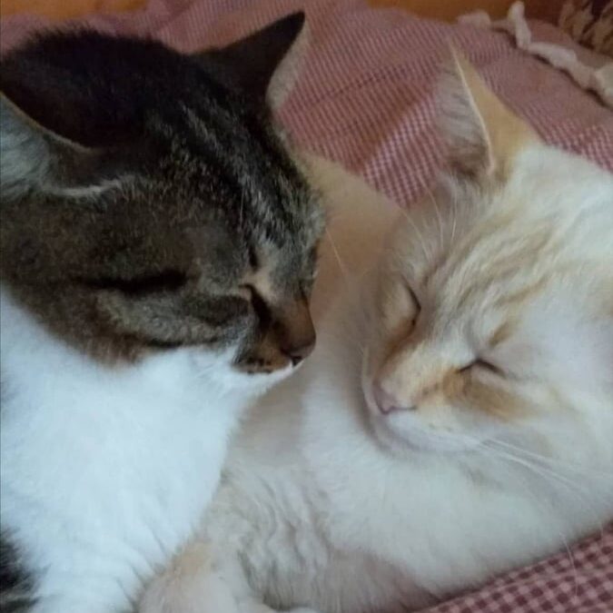 To Μέριλαντ απαγορεύει την αφαίρεση νυχιών στις γάτες – «Βάρβαρη και αχρείαστη τακτική»