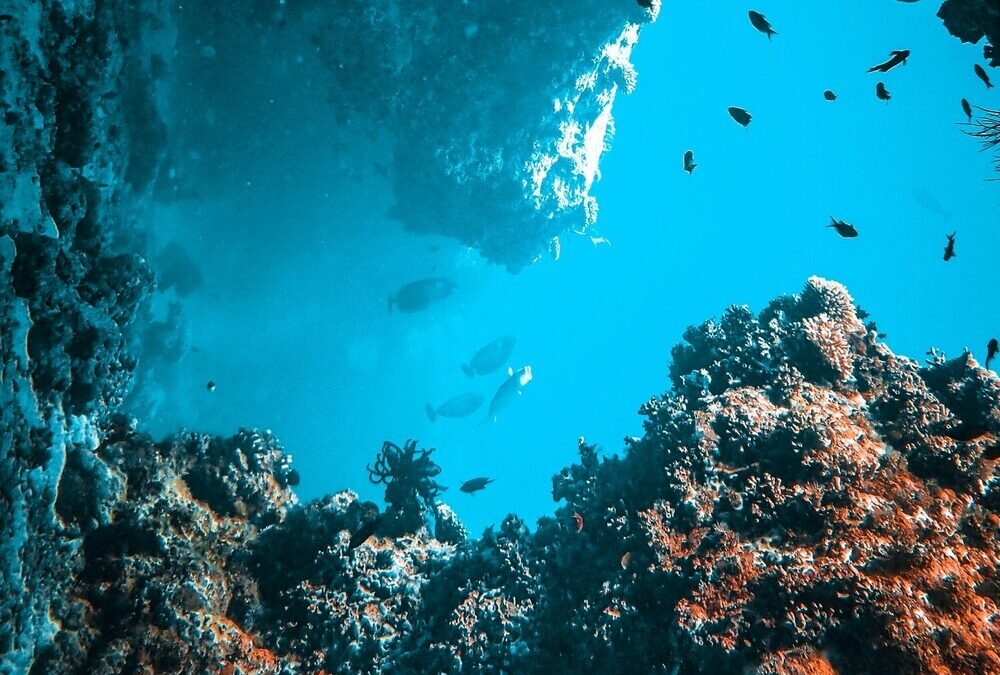 Ινστιτούτο «Αρχιπέλαγος»: Δύο δάση μαύρου κοραλλιού ανακαλύφθηκαν σε βάθος 100μ. στο Αιγαίο
