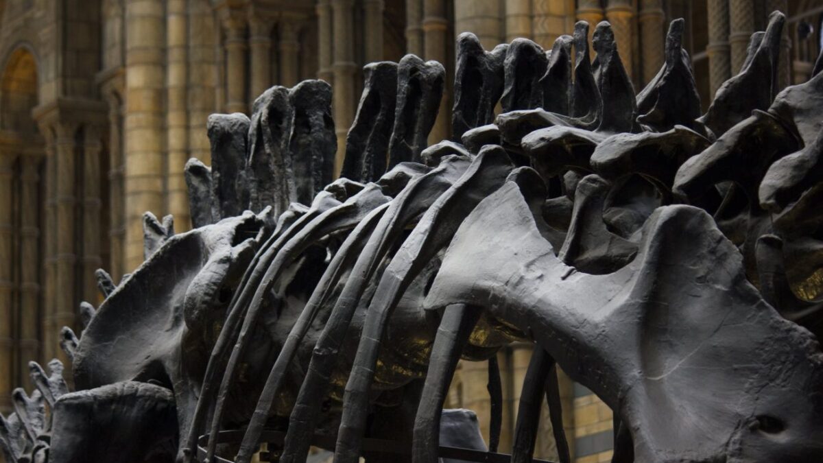 Ίχνη γενετικού υλικού ανακαλύφθηκαν για πρώτη φορά σε απολιθωμένο δεινόσαυρο