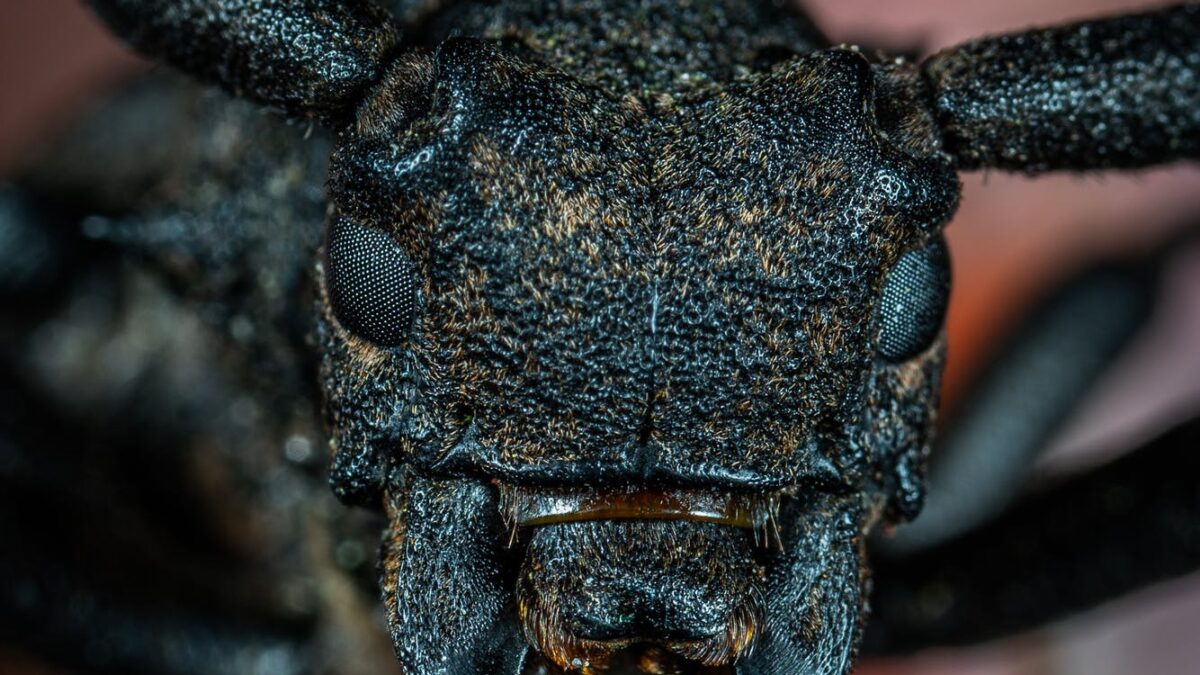 Το μεγαλύτερο δηλητηριώδες έντομο στον πλανήτη ήρθε στην Πάργα – Βγαλμένο από ταινία… θρίλερ