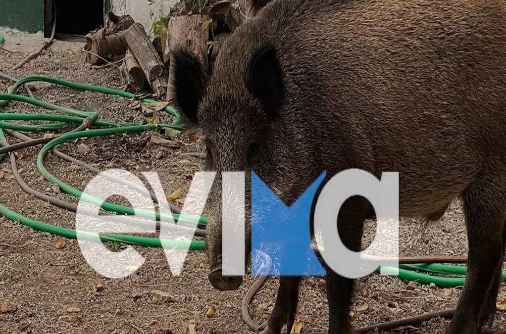 Εύβοια: Αγριογούρουνο έψαχνε για τροφή και εισέβαλε σε ταβέρνα (ΒΙΝΤΕΟ)