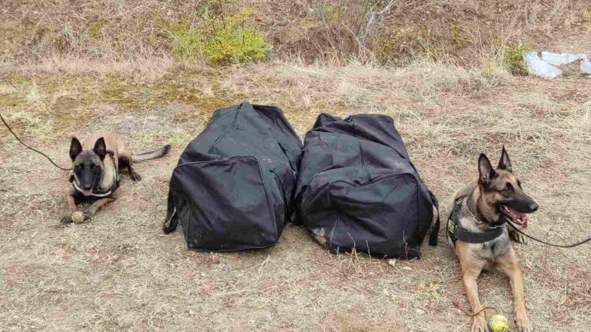 Κιλκίς: Η Minnie και η Ιris βρήκαν 21 κιλά κάνναβης κρυμμένα στο δάσος (ΒΙΝΤΕΟ)