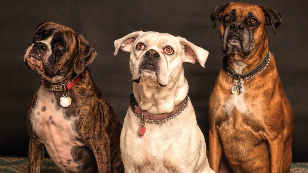 ΗΠΑ: Μυστηριώδης ασθένεια πλήττει σκύλους σε όλη τη χώρα