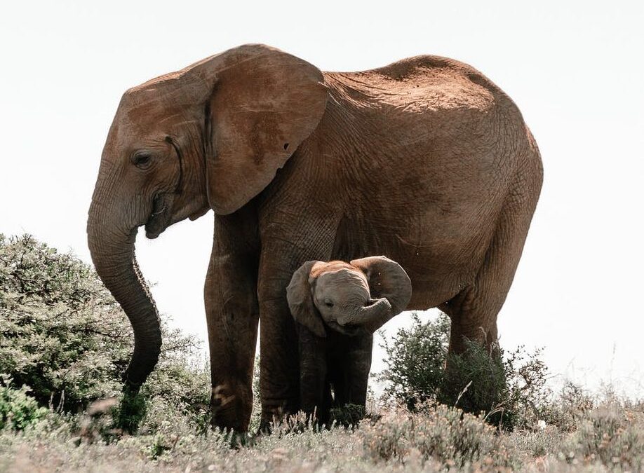 Η καρδιά της μάνας – Μαμά ελεφαντίνα σκοτώνει κροκόδειλο για να προστατέψει το μικρό της