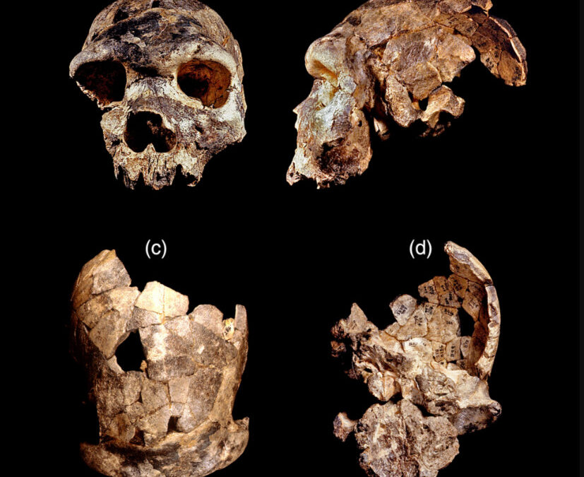 Παλαιοανθρωπολογία – Ανακαλύφθηκε νέος πρόγονος του ανθρώπου – Ποιος ήταν ο Homo bodoensis
