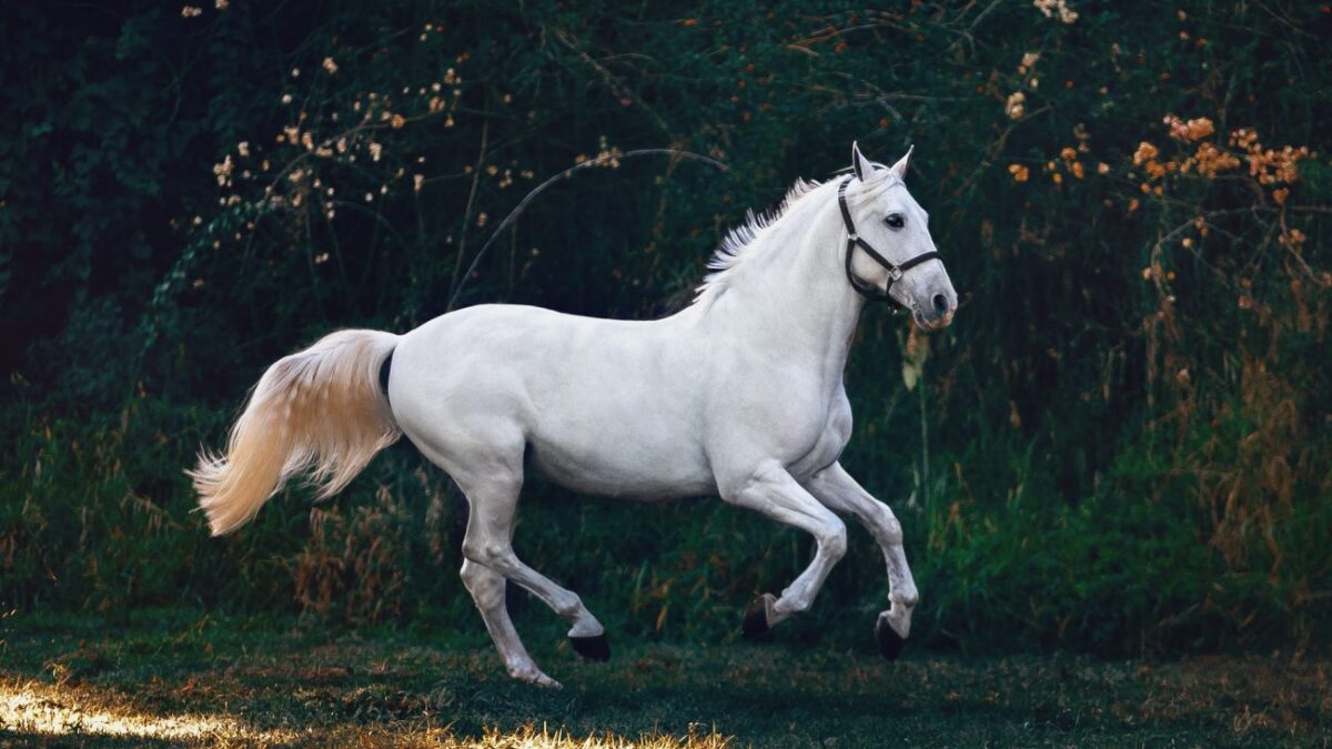 Καβάλα – Άλογο βγήκε… βόλτα στα διόδια της Μουσθένης