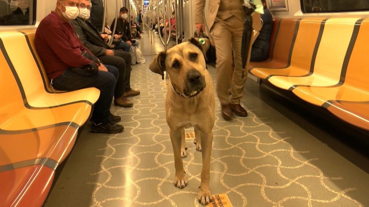 Τουρκία: Ο σκύλος Μπότζι που μετακινείται με το… μετρό και παίρνει το φέρι μποτ για τα Πριγκηπονήσια