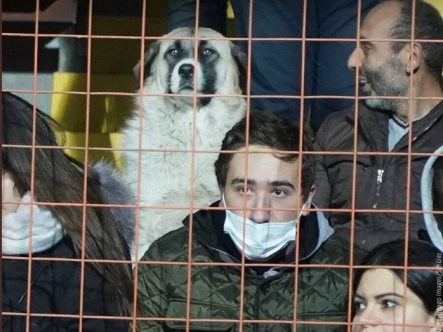 Μουντιάλ 2022: Σκύλος μπήκε στο γήπεδο, «άραξε» σε κάθισμα και είδε… Αρμενία-Γερμανία