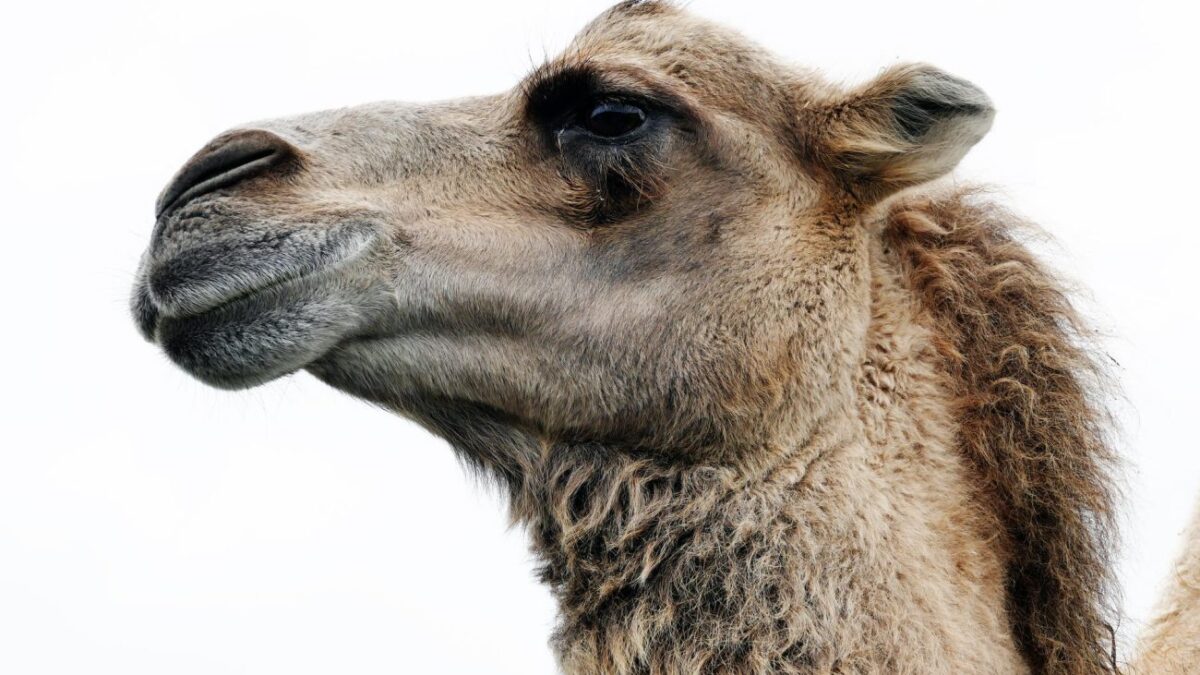 Νεκροί δύο άνδρες από καμήλα που απέδρασε από φάρμα στο Τενεσί