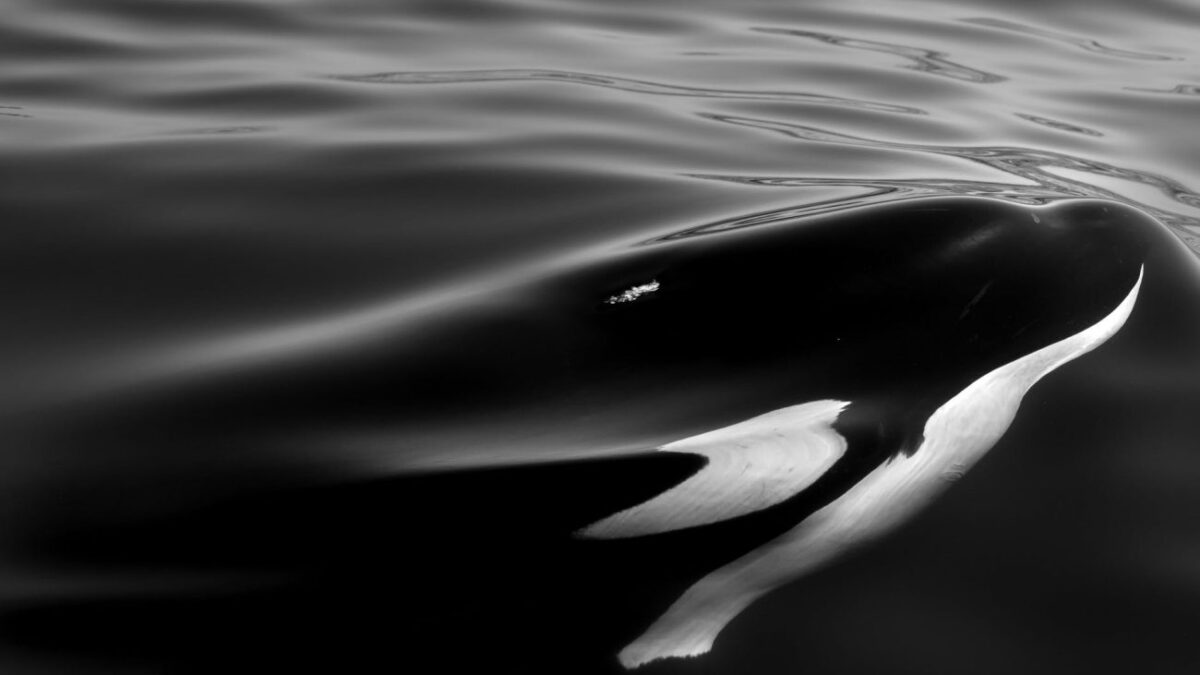 Υδρογονάνθρακες – Οι σεισμικές έρευνες έξω από την Κρήτη απειλούν δελφίνια και φάλαινες, λέει η Greenpeace