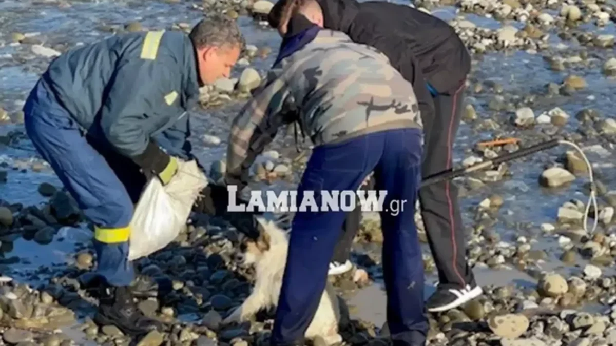 Φθιώτιδα: Έριξαν σε ποτάμι σκυλίτσα με τα κουτάβια της (BINTEO)