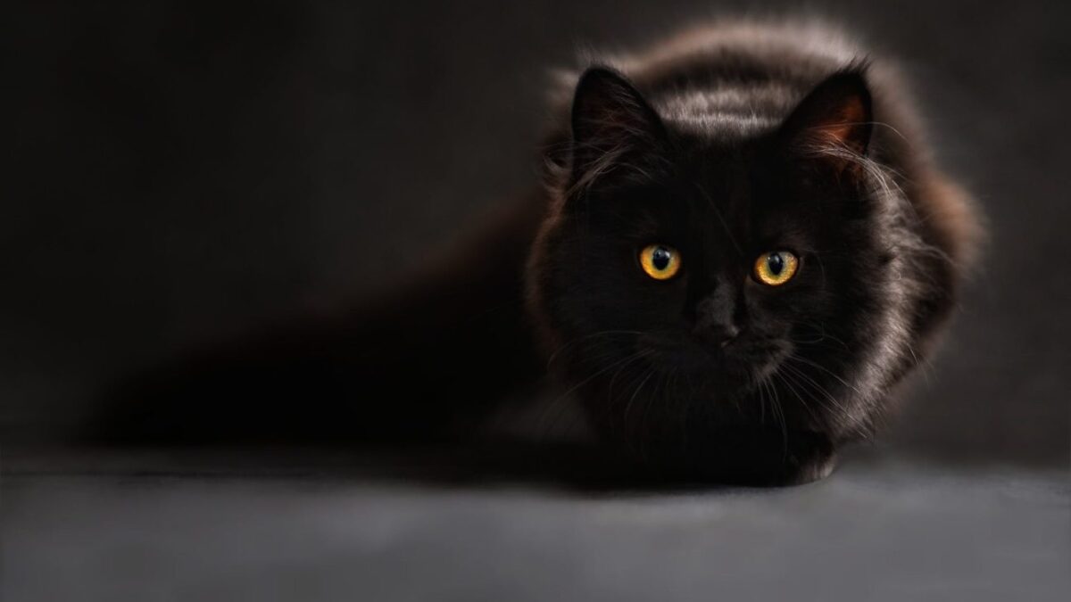 Κορονοϊός: Βρέθηκε η πρώτη περίπτωση γάτας που μόλυνε άνθρωπο