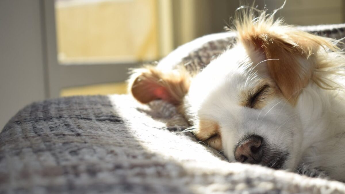 Ειδικοί απαντούν: Γιατί οι σκύλοι φαίνεται σαν να τρέχουν όταν κοιμούνται