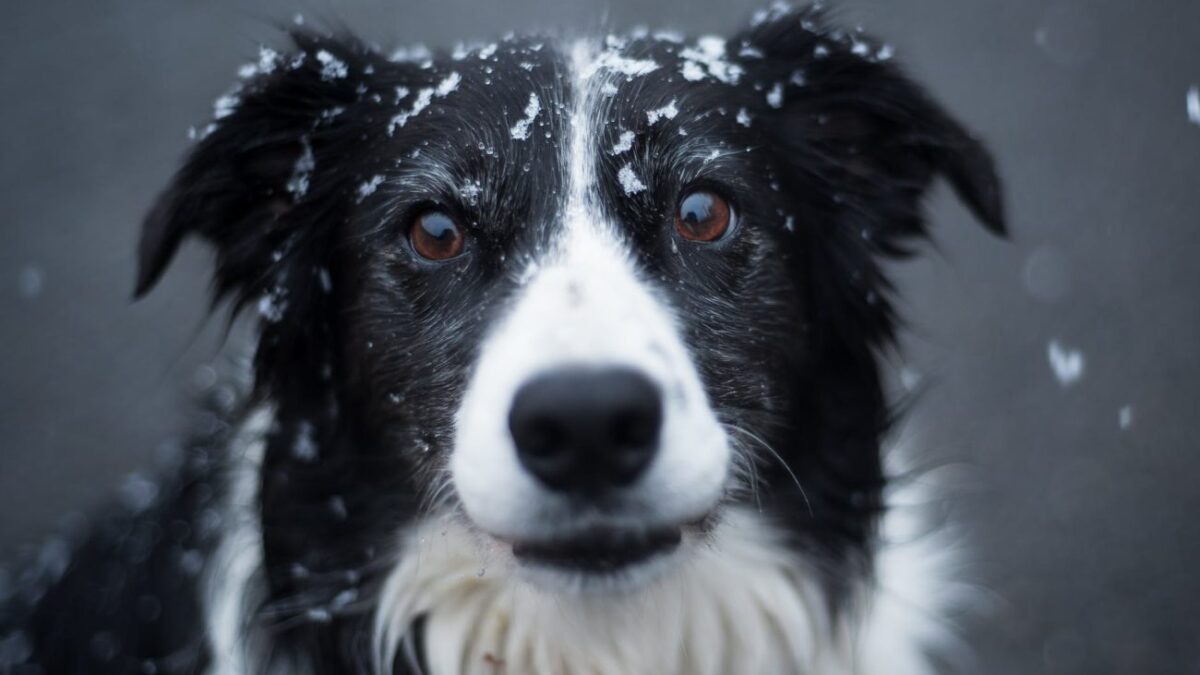 Ρωσία: 10χρονη επέζησε σε χιονοθύελλα αγκαλιάζοντας αδέσποτο σκύλο
