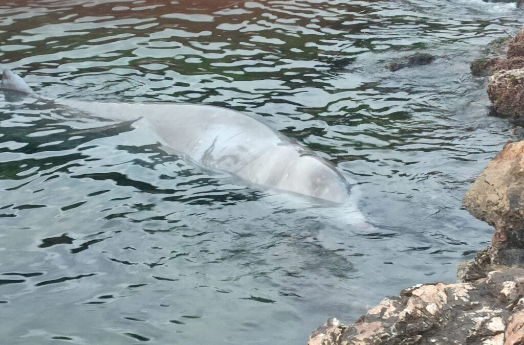 Σαλαμίνα: Απομακρύνθηκε από μόνη της προς την ανοιχτή θάλασσα η μικρή φάλαινα