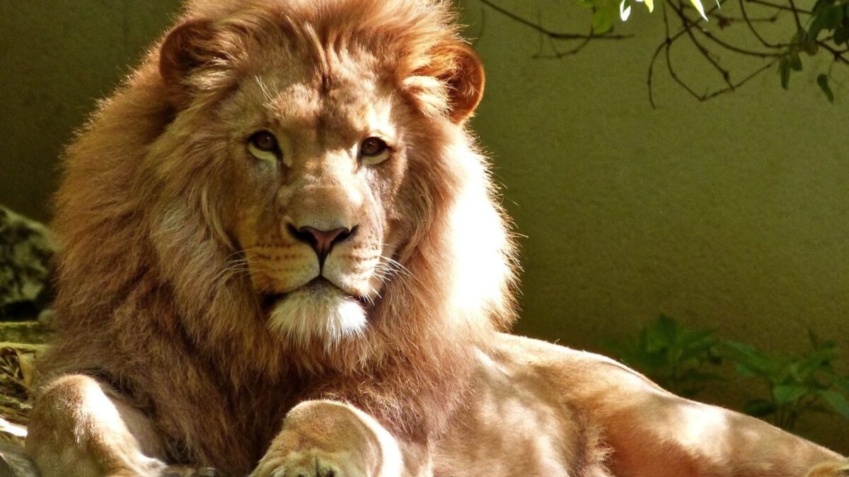 Με κορωνοϊό πούμα και λιοντάρια σε ζωολογικό κήπο- Μολύνθηκαν από υπαλλήλους