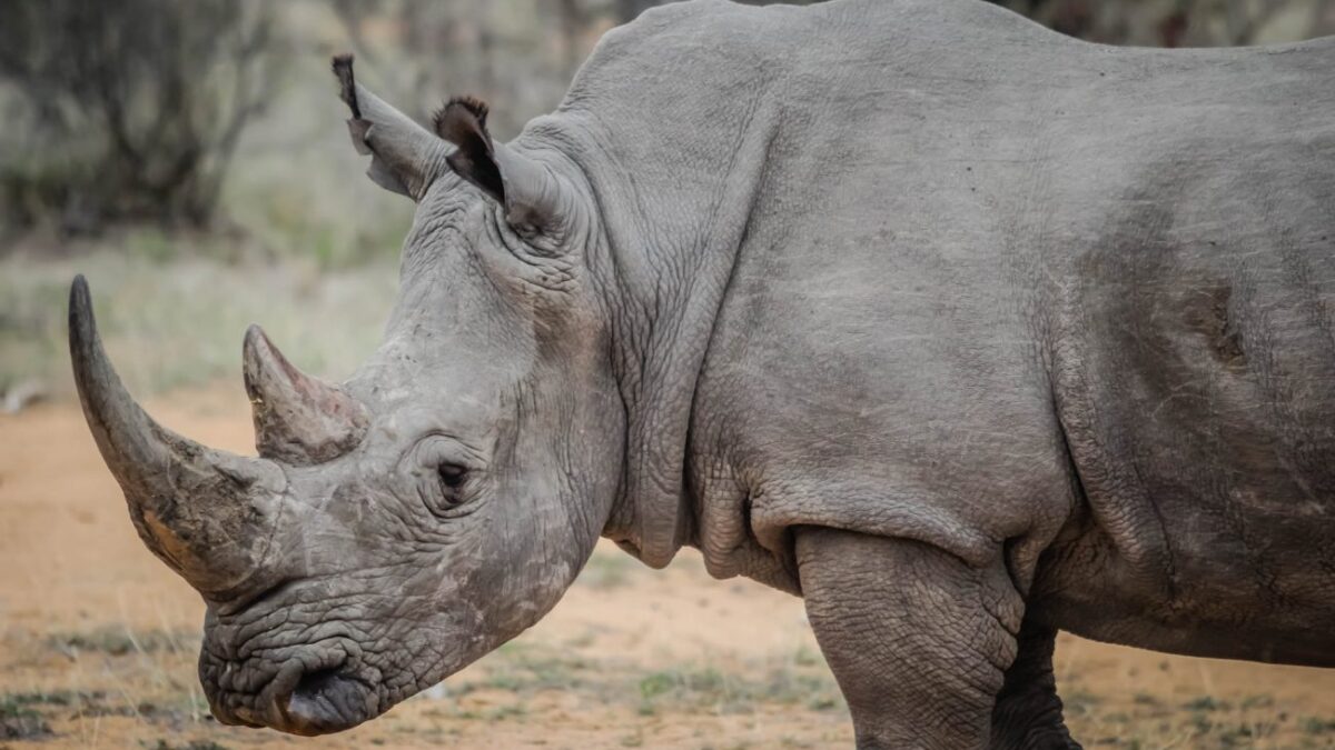 Ρινόκερος επέστρεψε στην άγρια φύση μετά από 30 επεμβάσεις