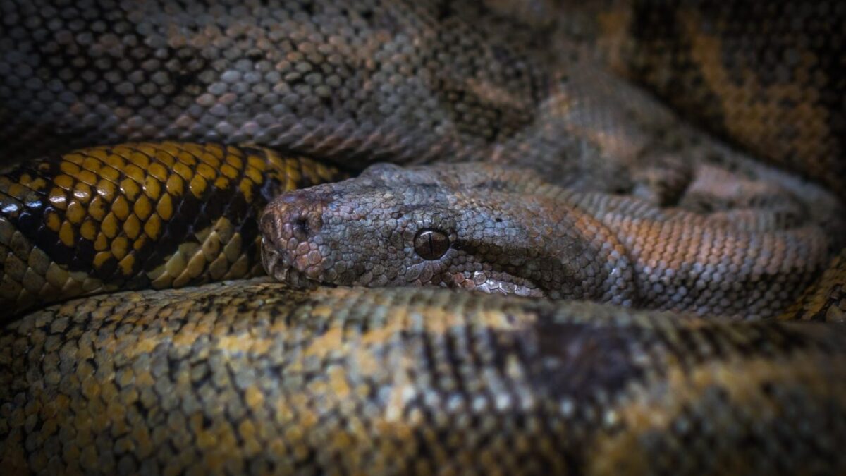 ΗΠΑ: Βρέθηκε νεκρός στο σπίτι με πάνω από 100 φίδια γύρω του